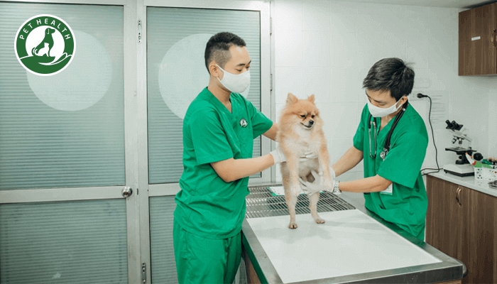 Pethealth cung cấp dịch vụ điều trị và chăm sóc tại phòng khám