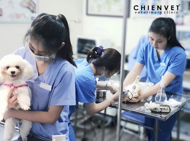 Phòng khám Chien Vet Clinic