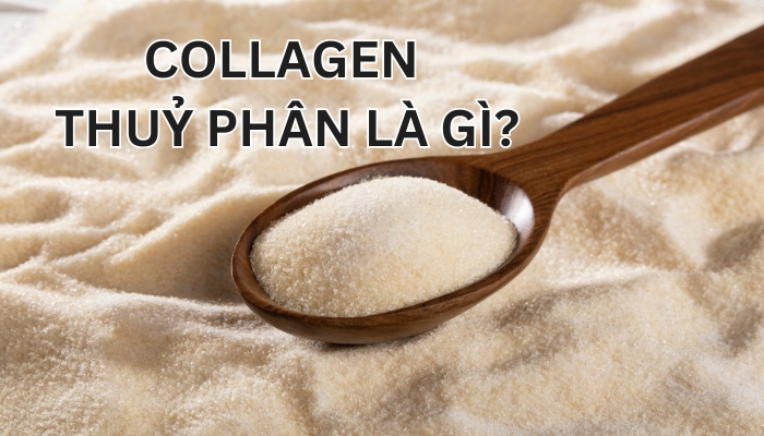 collagen thủy phân là gì